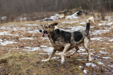 Very dirty and wet mixed breed shepherd dog