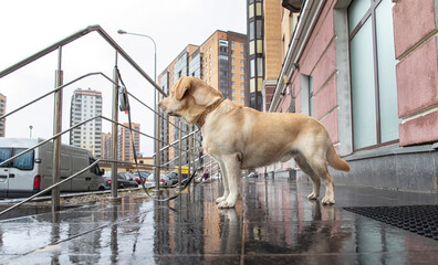 A dog tied up at a street corner in the city. Owners commonly leave dogs tied outside stores