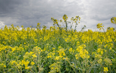 Ein schönes Rapsfeld im Frühling