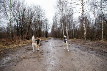 Mixed breed dogs at walk on dirty country road