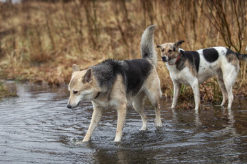 Dogs walking on big rain puddle at nature