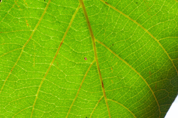 Macro image of green leaf texture for background, closeup View of leaves in nature tropical forest, Closeup nature view of green leaf on blurred greenery background in garden at morning sunlight with 