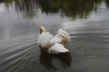 swan on the lake