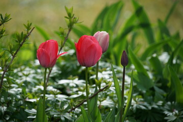 Rote junge Tulpen im Frühjahr in einem schönen Garten