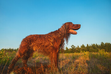 Irish Setter standing on grass