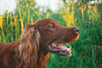 red dog Irish setter in summer, in the Park on the grass