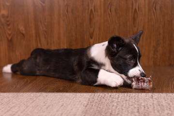 A beautiful little funny dog with a bone, a breed of corgi cardigan