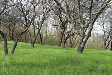 Obraz premium tree in the field