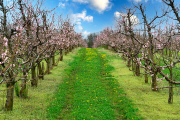 Fototapeta na wymiar Blooming peach orchard
