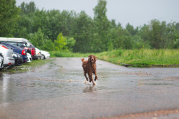 Irish setter red dog in a walk on the road