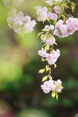 Garten mit Kirsch Blüte, Prunus serrulata Kanzan