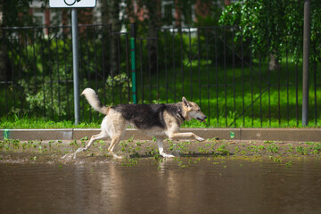 Dog walking on sidewalk in the rain.