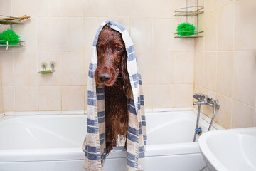 Washed wet irish setter dog standing in bath and looking at camera