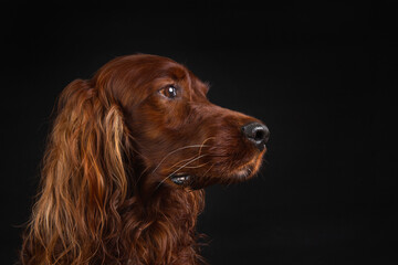 Portrait of Irish setter on black background