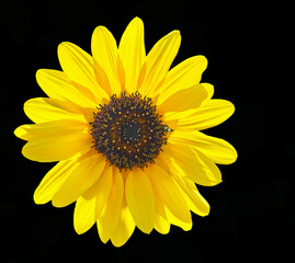 Helianthus annuus flower grows in the garden