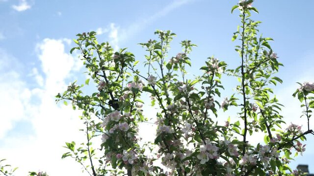 Spring apple flowers on apple branch trees blossom in the garden.
Honey bees collecting pollen from an apple blossom flower.