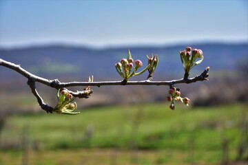 pear bloom with mountain background