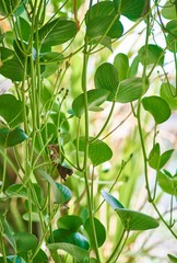 Ipomoea pes-caprae flower growing in the garden
