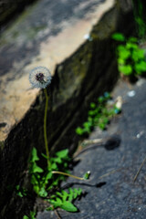 Dandelion with shadow