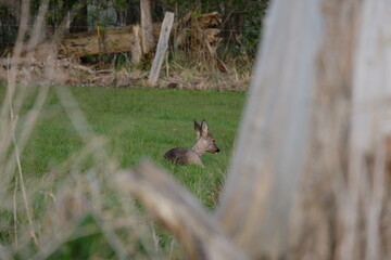 Reh im Gras