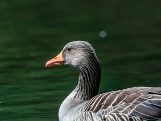 Gans
