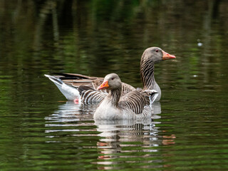 Fototapeta premium Graugans