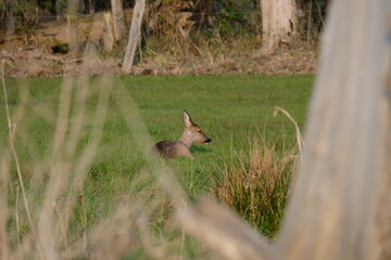 Reh im Gras