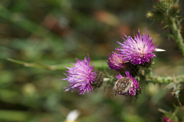 kwiaty rośliny wiosna flora płatki łąka 