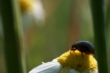 insekt owad zwierze natura łąka  © Piotr