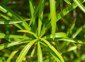 yellow oleander flower grows in the garden