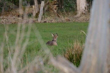 Reh im Gras