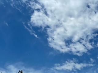 Birds flying free in the sky