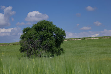 pola zboże drzewo rośliny widok wiosna natura © Piotr