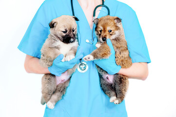 a veterinarian holds two mongrel dogs on a white background, preparing for vaccination. Veterinary...