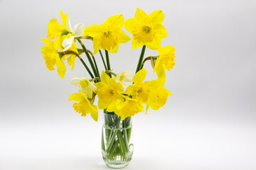 Fototapeta na wymiar Daffodil or narcissus on a gray background. Yellow flowers at the spring in the vase from glass.