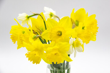 Daffodil or narcissus on a gray background. Yellow flowers at the spring in the vase from glass.