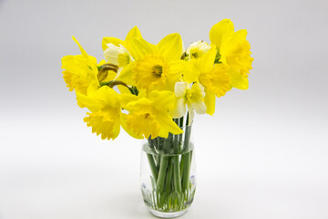 Daffodil or narcissus on a gray background. Yellow flowers at the spring in the vase from glass.