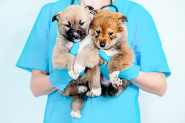 a veterinarian holds two mongrel dogs on a white background, preparing for vaccination. Veterinary Medicine