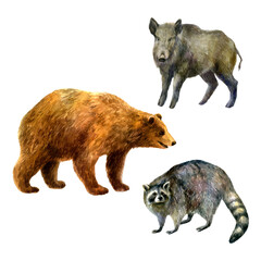 Watercolor illustration, set. Forest animals hand-drawn in watercolor. Bear, raccoon, wild boar.