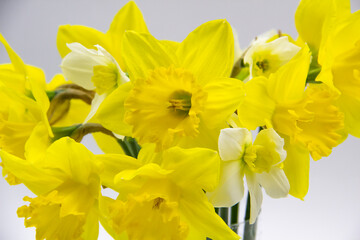 Fototapeta premium Daffodil or narcissus on a gray background. Yellow flowers at the spring in the vase from glass.