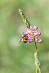 Bee collecting nectar on the pink flowers holy-clover. Honeybee with full pollen baskets on hind legs perching on the bloooming wildflowers Esparcet or Sainfoin.