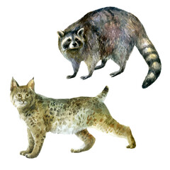 Watercolor illustration, set. Forest animals hand-drawn in watercolor. Lynx, raccoon.