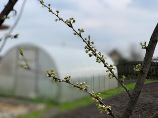 The apple tree blooms in early spring. Close-up.