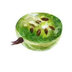Gooseberry watercolor illustration. Watercolor painted gooseberry berry.