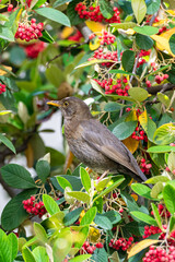 Common blackbird, Turdus merula, female, eating red seeds in a tree 
