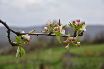 Fototapeta na wymiar The pear tree blossom time