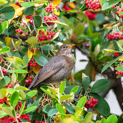 Common blackbird, Turdus merula, female, eating red seeds in a tree 
