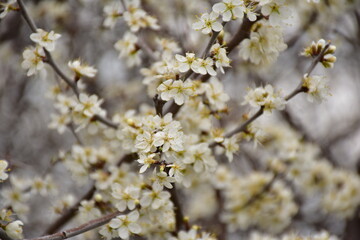 wild blueberry blossoms with white flowers
