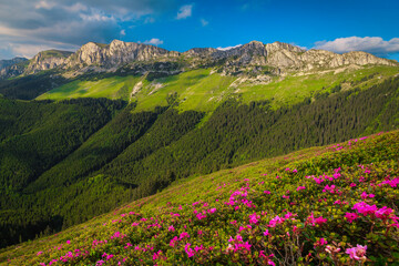 Fototapeta premium Pink rhododendron flowers on the mountain slopes, Bucegi, Romania