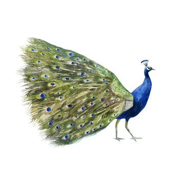 Watercolor illustration peacock image. Peacock hand-drawn in watercolor.